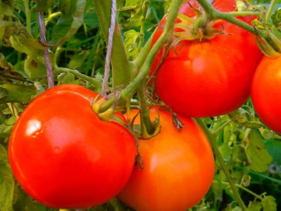 Tomate Améliorée de Montlhéry