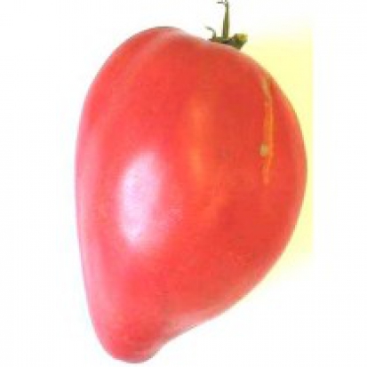 Tomate Mitchourine ©GrainesdelPaïs