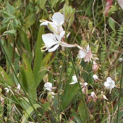 Gaura  ©GrainedelPaïs