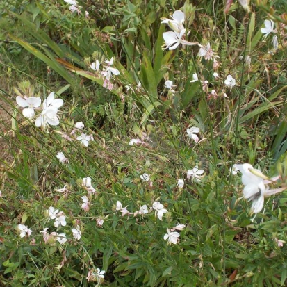 Gaura  ©GrainedelPaïs