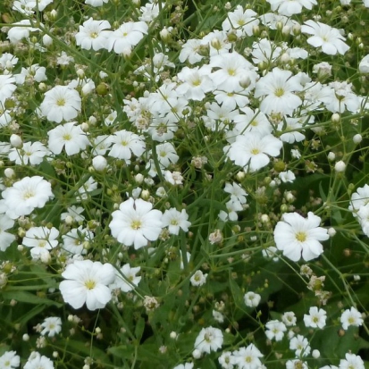 Gypsophile Élégant  ©GrainesdelPaïs