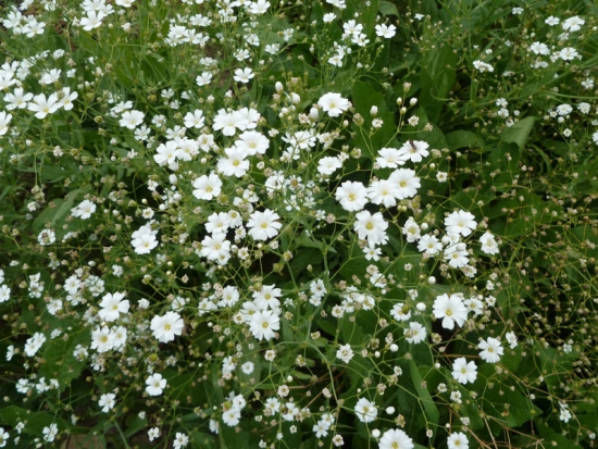 Gypsophile Élégant  ©GrainesdelPaïs