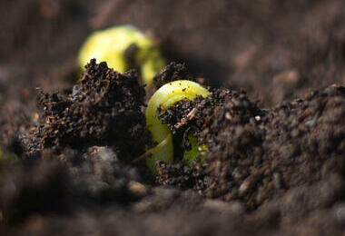Test de germination ©MVP