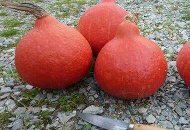 ©grainesmanchottes ©grainesmanchottes