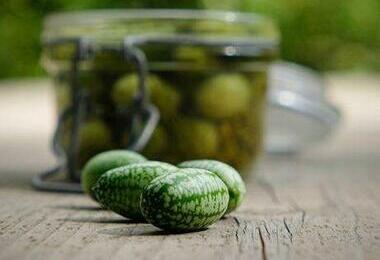 ©grainesmanchottes ©grainesmanchottes