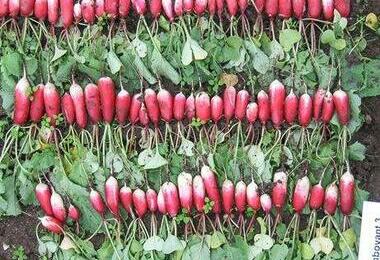 ©grainesmanchottes ©grainesmanchottes