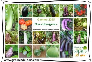 Nos aubergines ©GrainesdelPaïs