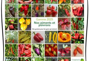 nos piments et poivrons ©GrainesdelPaïs