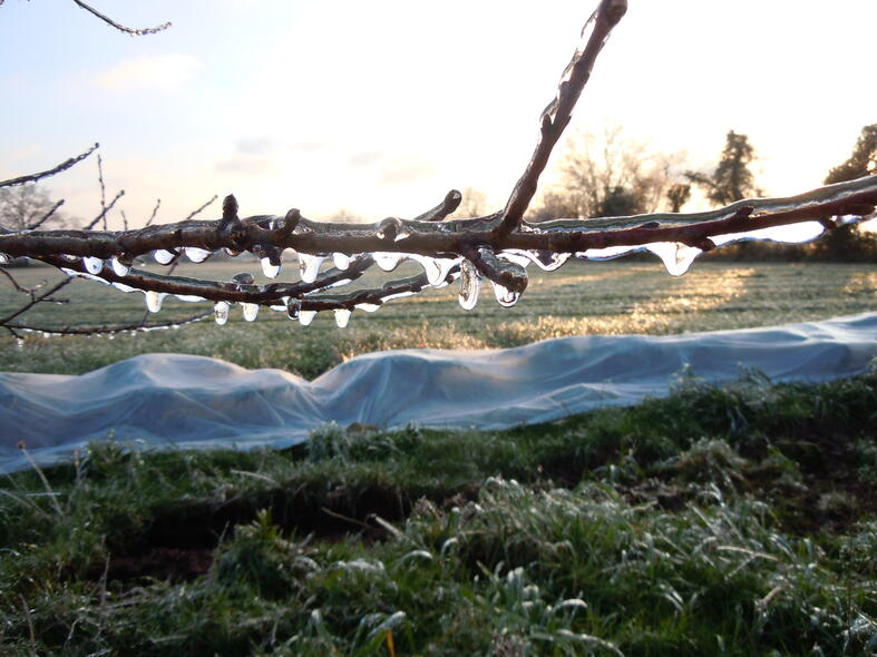  Carole, artisane semencière dans la Vienne : juste après la pluie verglaçante du 12 février 2021. Tout au jardin était pris dans une gangue de glace. ©GrainesdelPaïs