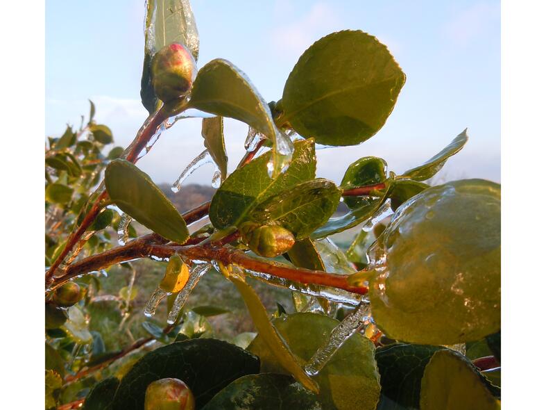  Carole, artisane semencière dans la Vienne : juste après la pluie verglaçante du 12 février 2021. Tout au jardin était pris dans une gangue de glace. ©GrainesdelPaïs