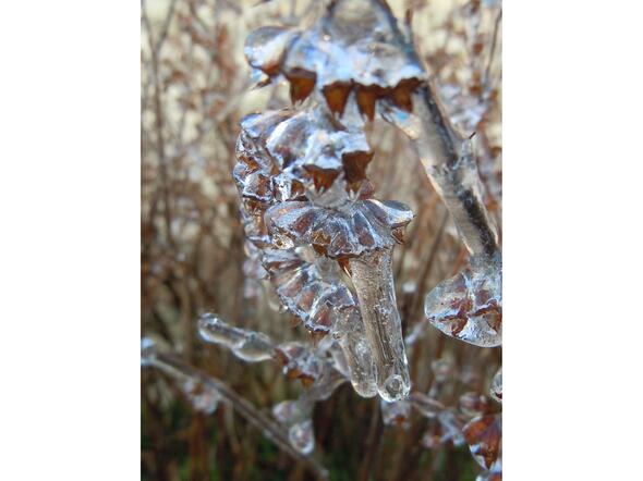  Carole, artisane semencière dans la Vienne : juste après la pluie verglaçante du 12 février 2021. Tout au jardin était pris dans une gangue de glace. ©GrainesdelPaïs