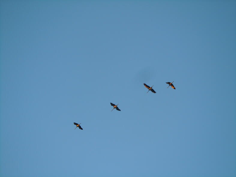 Carole, artisane semencière dans la Vienne : En février-mars vers le nord-est et en octobre-novembre en sens inverse, le passage des grues cendrées est toujours un événement. Carole, artisane semencière dans la Vienne : En février-mars vers le nord-est et en octobre-novembre en sens inverse, le passage des grues cendrées est toujours un événement.