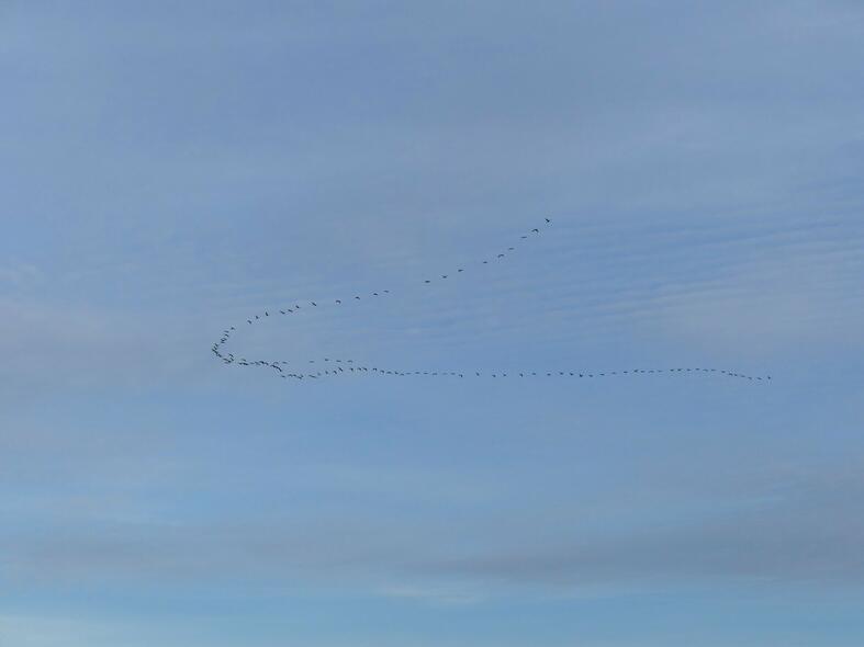 Carole, artisane semencière dans la Vienne : En février-mars vers le nord-est et en octobre-novembre en sens inverse, le passage des grues cendrées est toujours un événement. Carole, artisane semencière dans la Vienne : En février-mars vers le nord-est et en octobre-novembre en sens inverse, le passage des grues cendrées est toujours un événement.