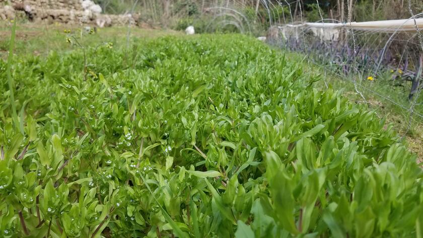 Arnaud, artisan semencier en Ardèche : fin mars 2020, la floraison de la mâche (ici la mâche à grosses graines) était particulièrement précoce cette année là... Arnaud, artisan semencier en Ardèche : fin mars 2020, la floraison de la mâche (ici la mâche à grosses graines) était particulièrement précoce cette année là...