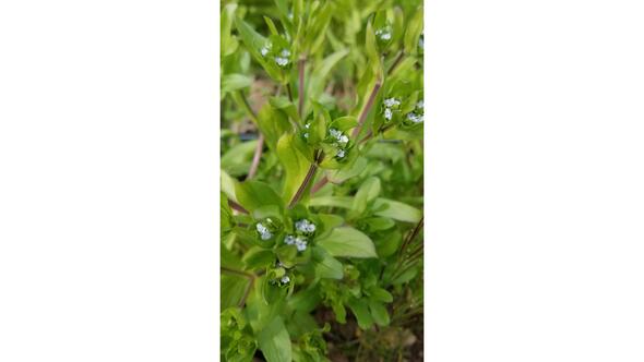 Arnaud, artisan semencier en Ardèche : fin mars 2020, la floraison de la mâche (ici la mâche à grosses graines) était particulièrement précoce cette année là... Arnaud, artisan semencier en Ardèche : fin mars 2020, la floraison de la mâche (ici la mâche à grosses graines) était particulièrement précoce cette année là...