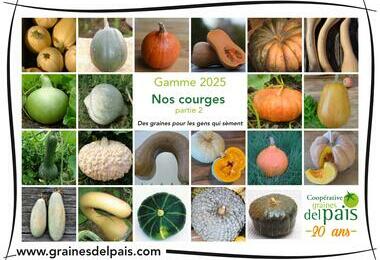 Nos courges (partie 2) ©GrainesdelPaïs