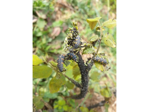 Arnaud, artisan semencier en Ardèche : ce rejet d'acacia est au centre de la lutte entre fourmis qui protègent leur élevage de pucerons et les larves de coccinelle qui s'en délectent. fin avril 2023 Arnaud, artisan semencier en Ardèche : ce rejet d'acacia est au centre de la lutte entre fourmis qui protègent leur élevage de pucerons et les larves de coccinelle qui s'en délectent. fin avril 2023