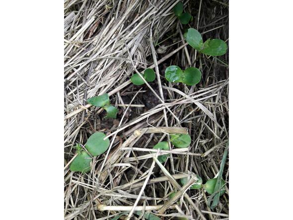 Carole, artisane semencière dans la Vienne : La levée des graines d'arbres, souvent lente et incertaine, me met toujours en joie. Ici, belle levée de petits cormiers en avril 2024. Carole, artisane semencière dans la Vienne : La levée des graines d'arbres, souvent lente et incertaine, me met toujours en joie. Ici, belle levée de petits cormiers en avril 2024.