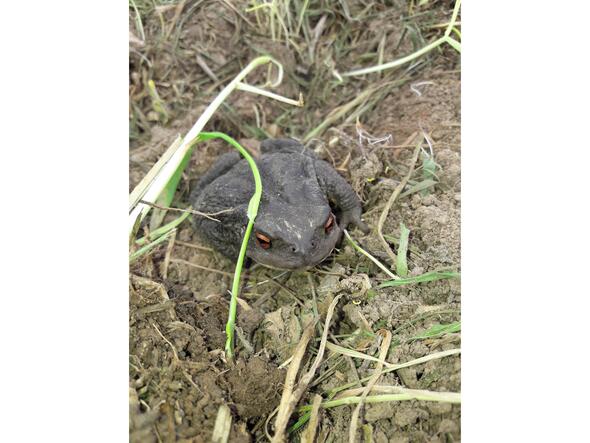 Carole, artisane semencière dans la Vienne : Rencontre inattendue en soulevant une bâche d'occultation. Carole, artisane semencière dans la Vienne : Rencontre inattendue en soulevant une bâche d'occultation.