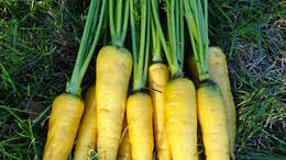 fleurs oignons légumes VKTY Jardinière surélevée en tissu rond de 45 litres avec 6 étiquettes pour carottes herbes 