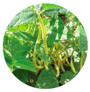 logo Haricot : amène de l'azote pour la courgette