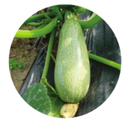 logo Courgette : gourmande en azote
