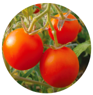 logo Tomate : procure de l'ombre au basilic