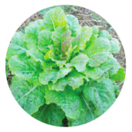 logo Salade : croissance rapide, une fois récoltée la place est libre pour la croissance du choux qui aimera un bon paillage