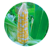 logo Le maïs :  demande beaucoup d'eau et une terre riche, mais sert de tuteur aux haricots